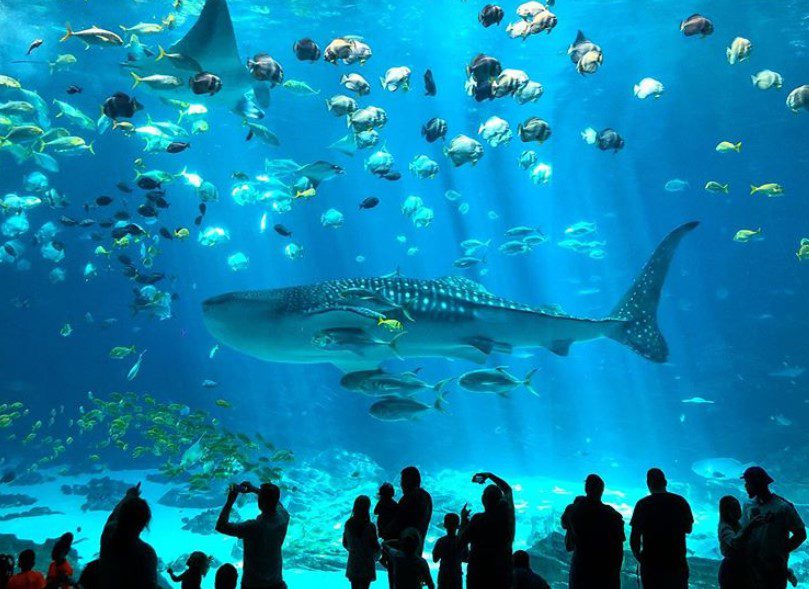 Georgia Aquarium
