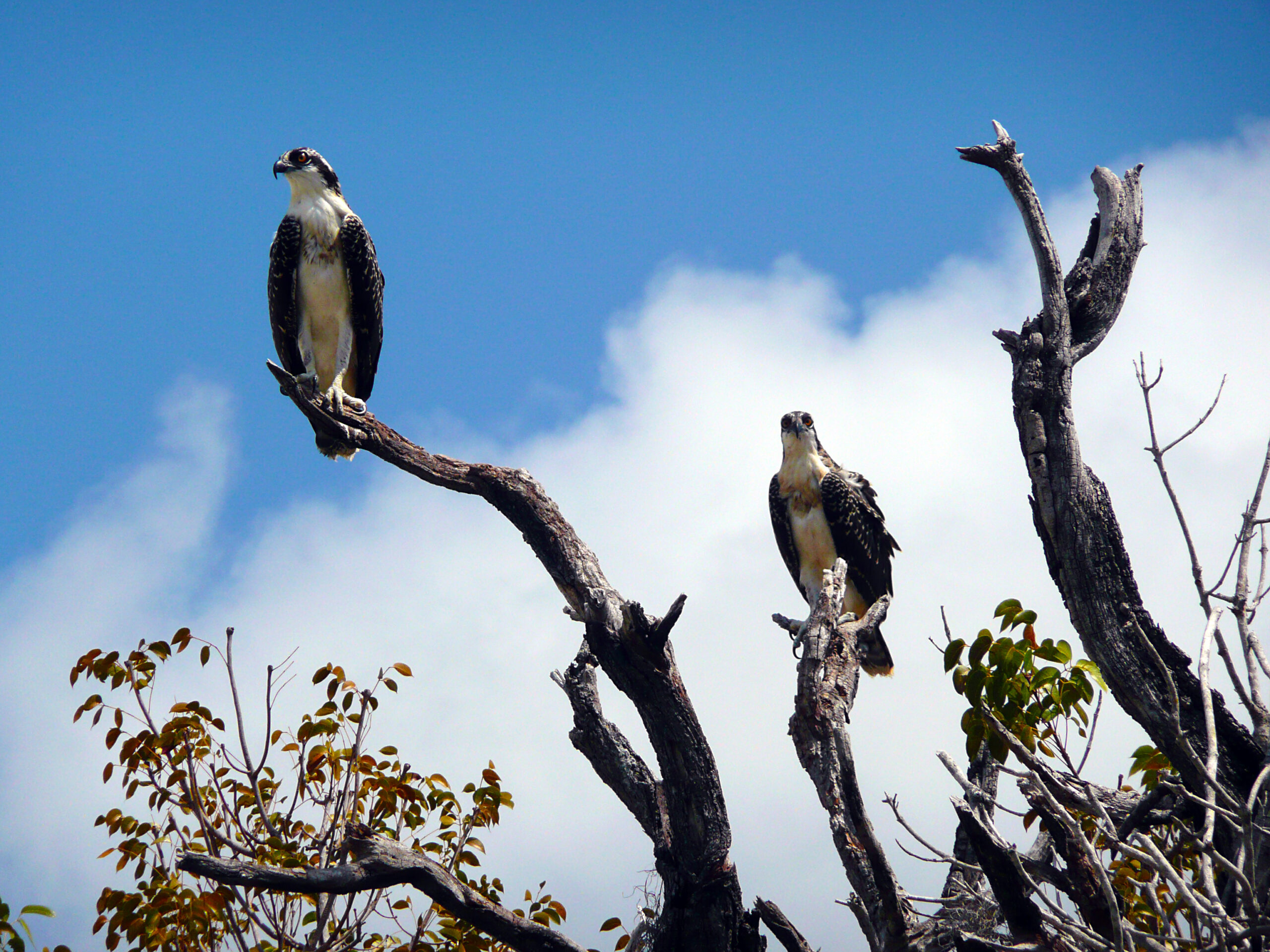 Eagles Everglades National Park
