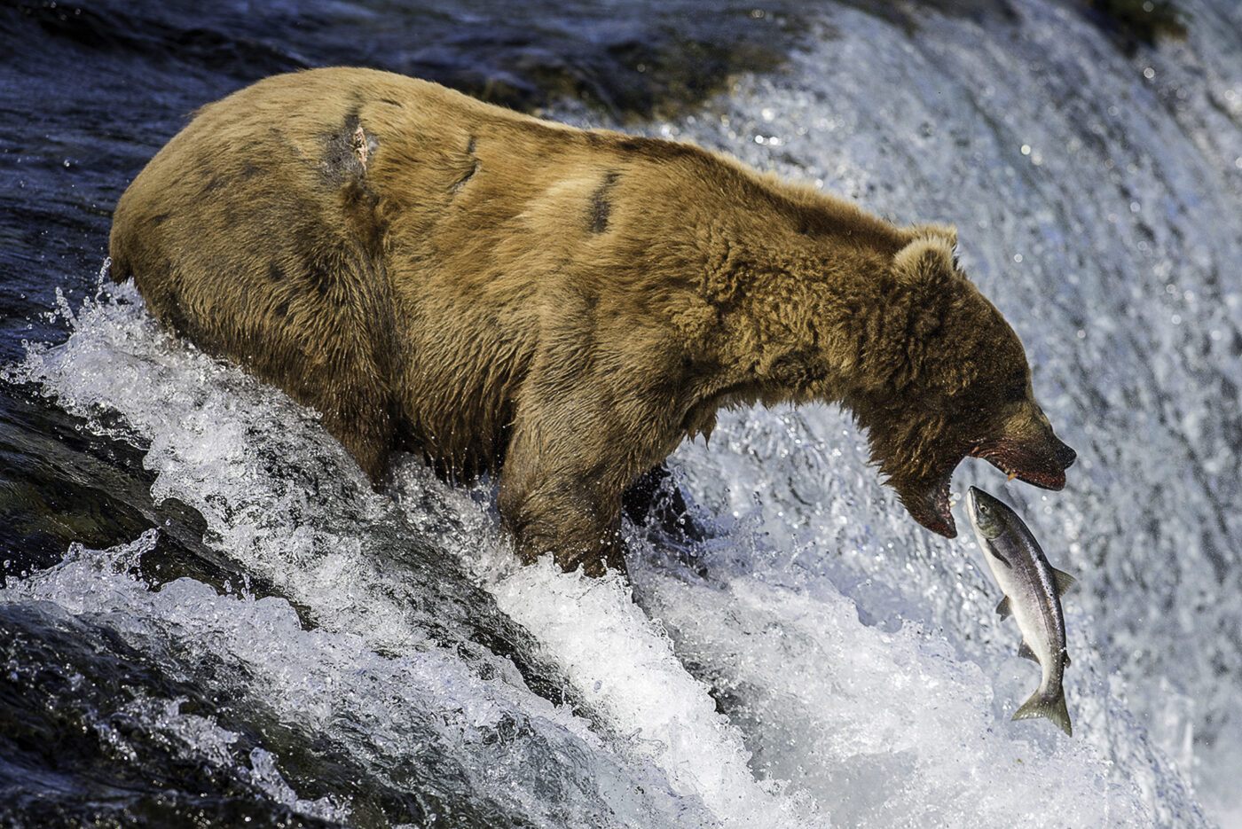 Brooks Falls, Alaska