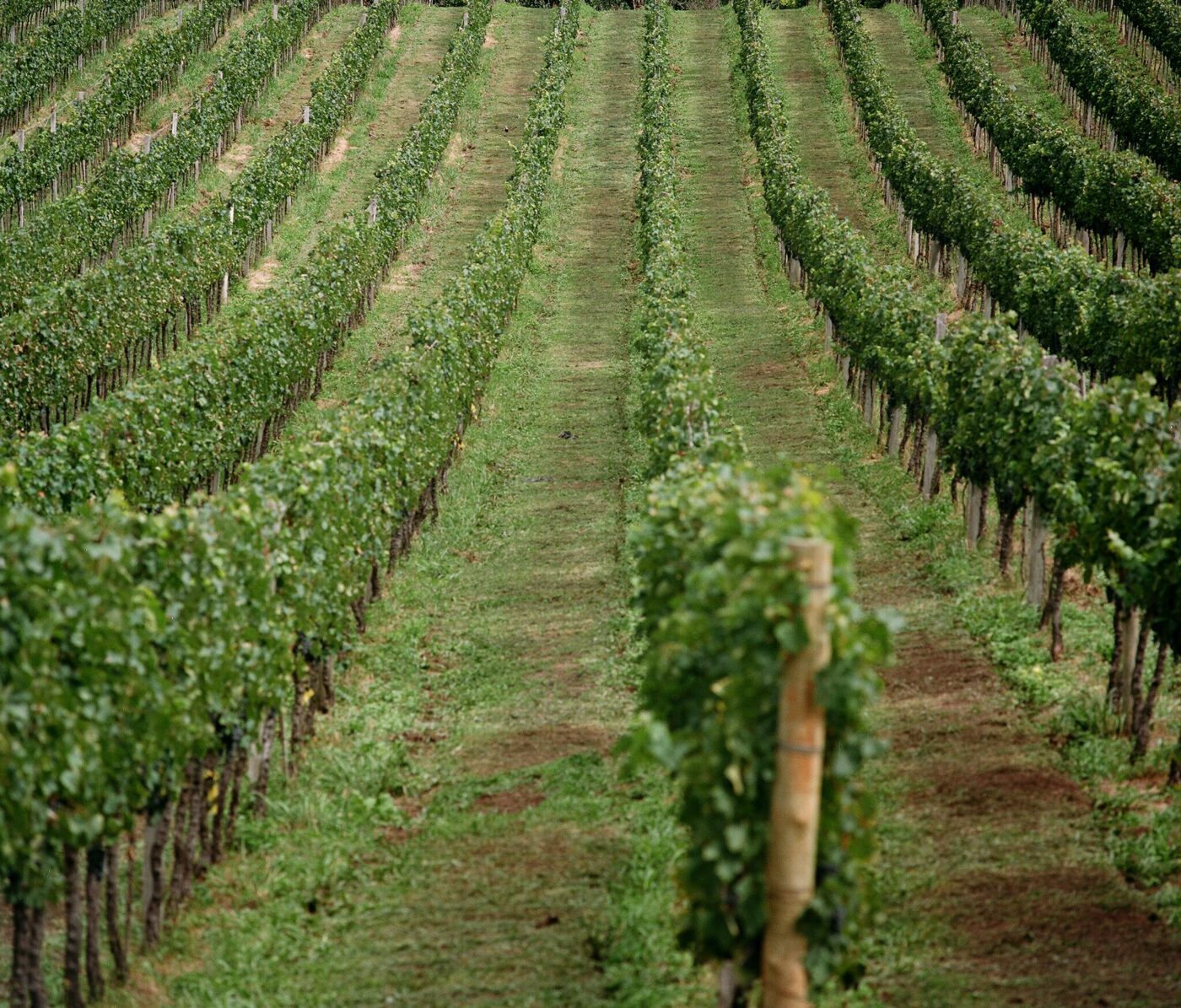 Vines at Dom Maria