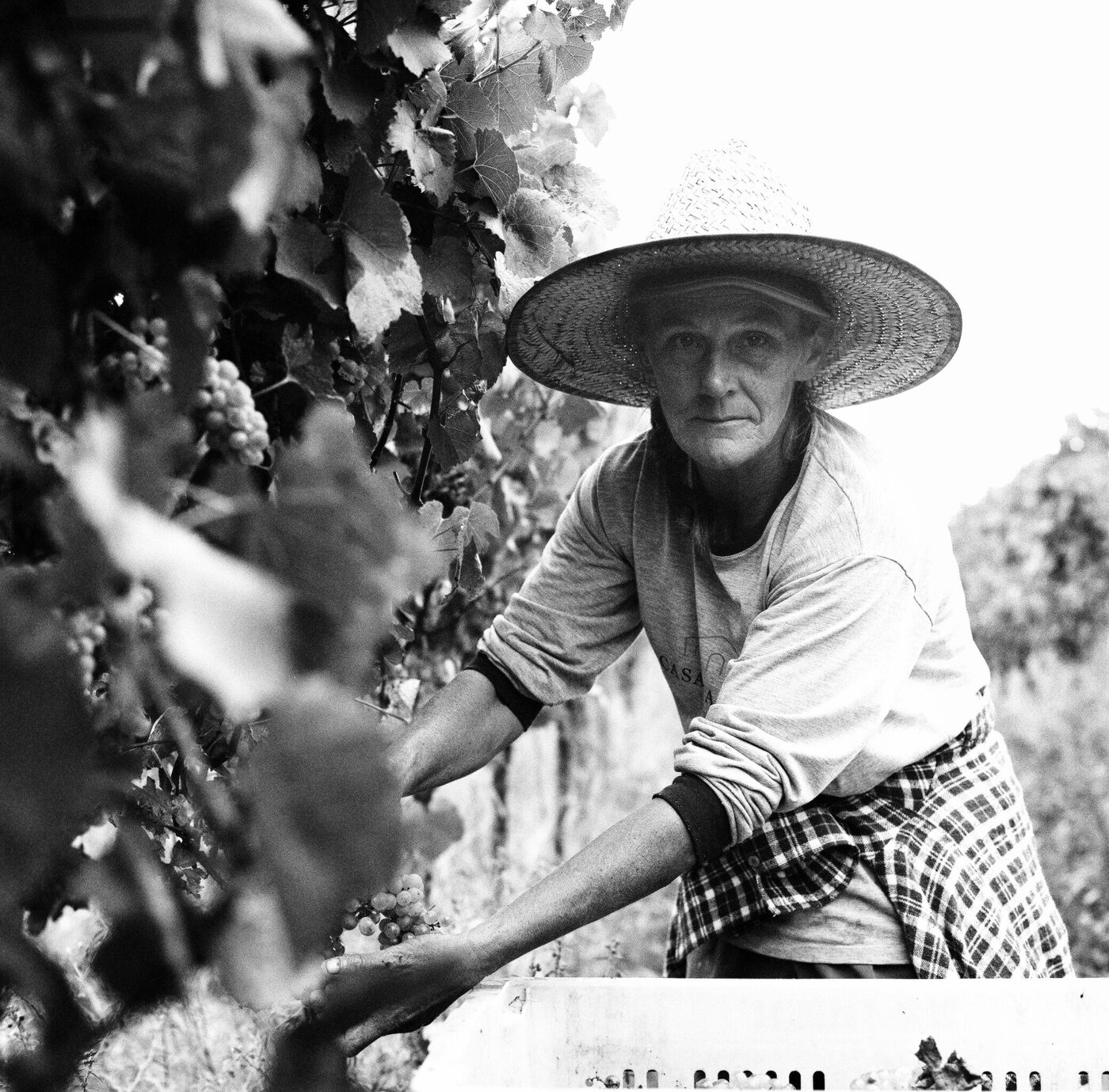 Working in vineyard