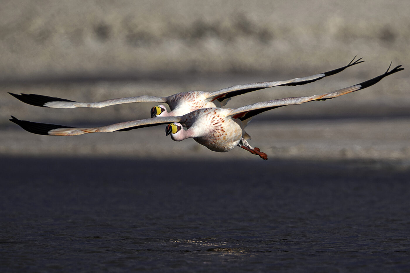 Gulls flying in Chile