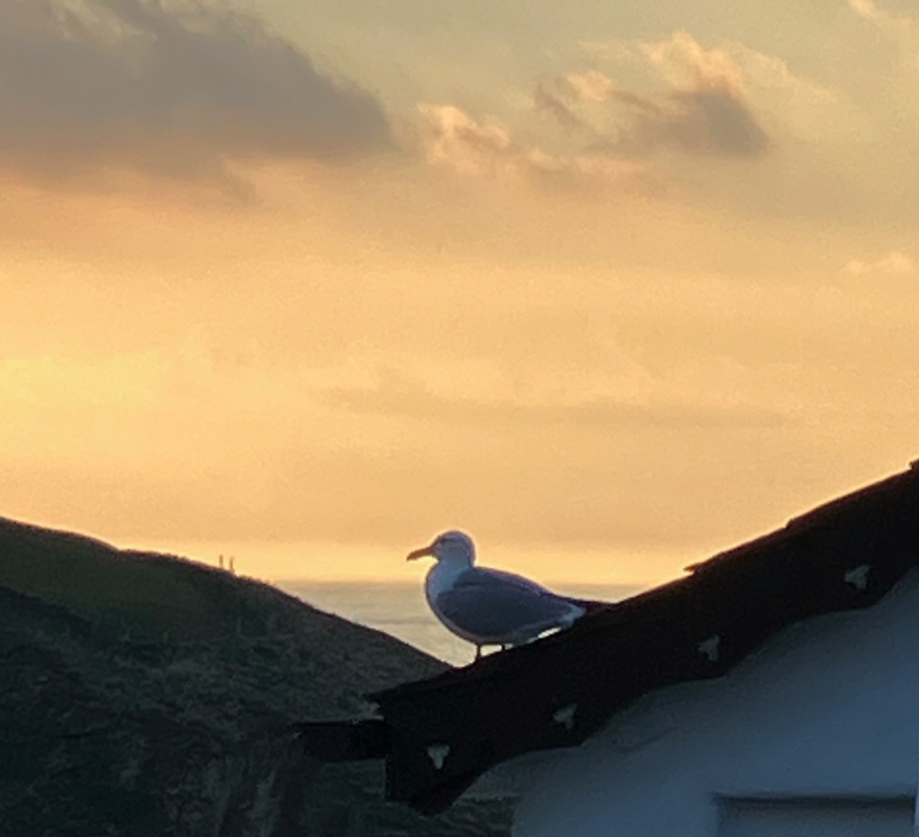 Location Port Isaac Doc Martin seagull perched on a roof