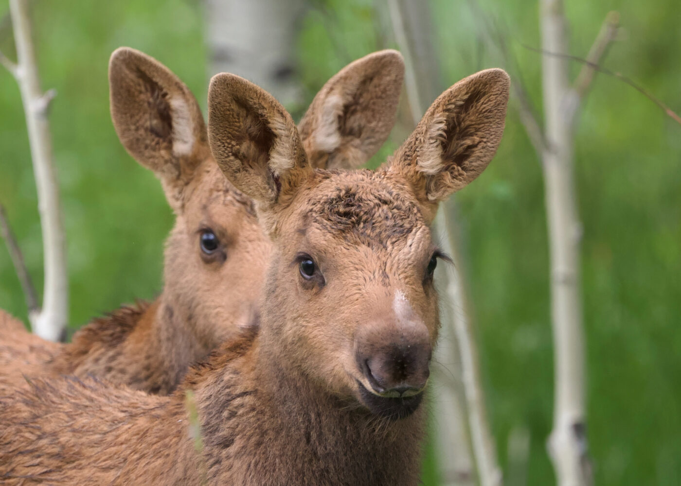 Portfolio Ephriam Heller Moose Twins