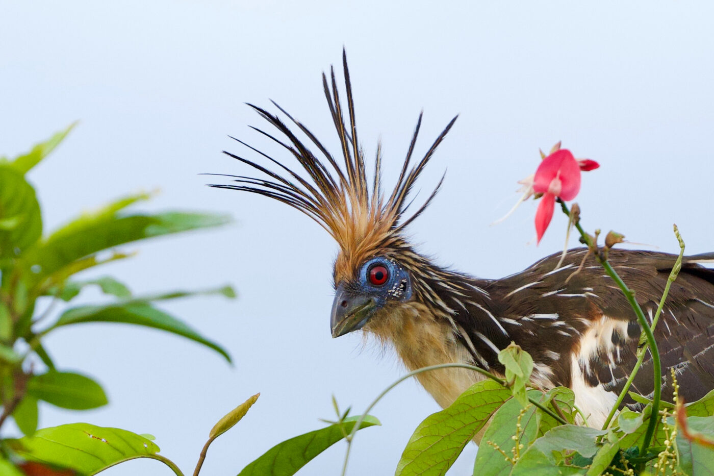 Portfolio Ephriam Heller Hoatzin and flower