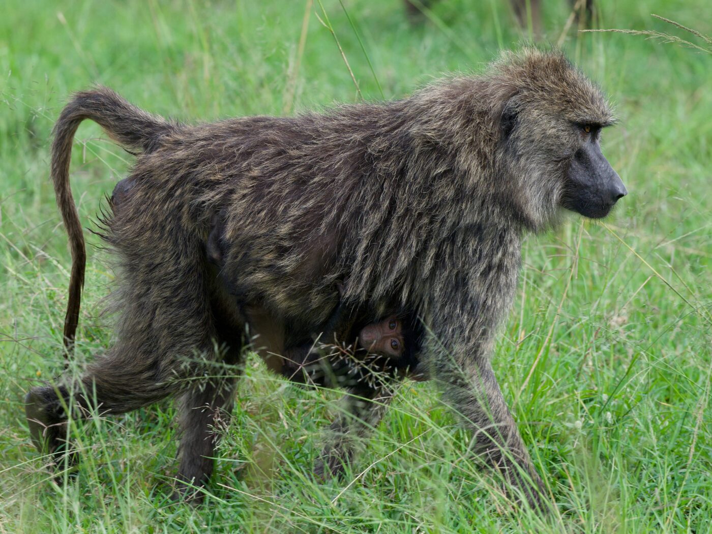 Portfolio Ephriam Heller Olive Baboon and child