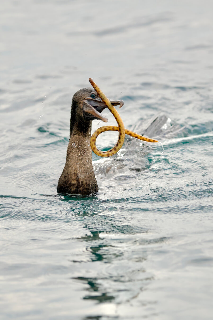 Portfolio Ephriam Heller Flightless Cormorant and a tiger snake eel