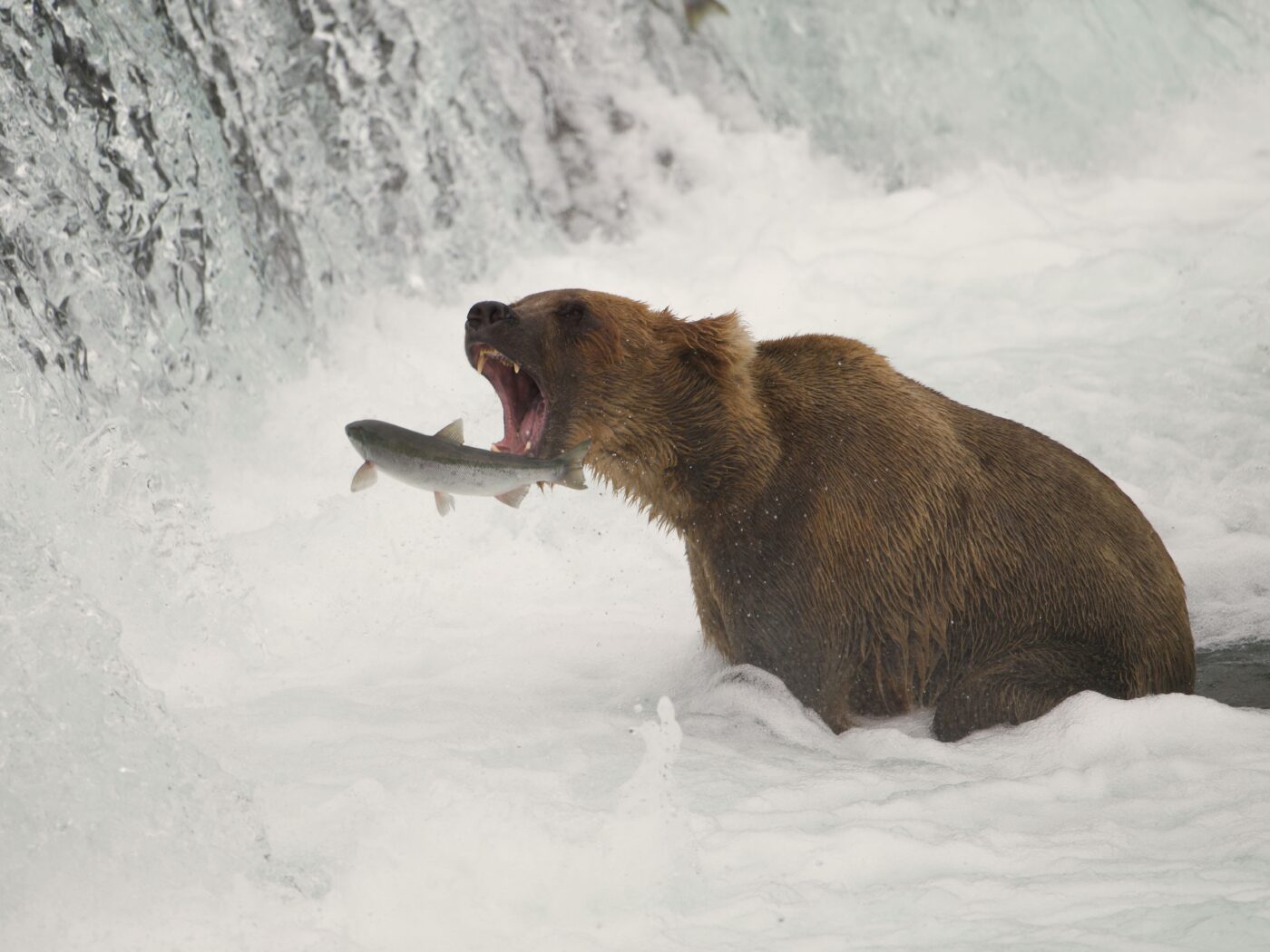 Portfolio Ephriam Heller Grizzly bear Brooks Falls