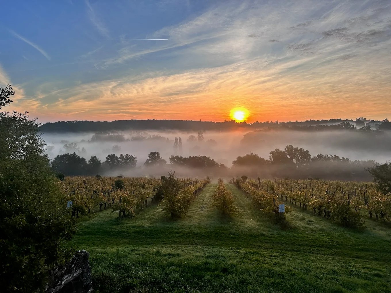L France Unknown Chateau Freely vineyard 