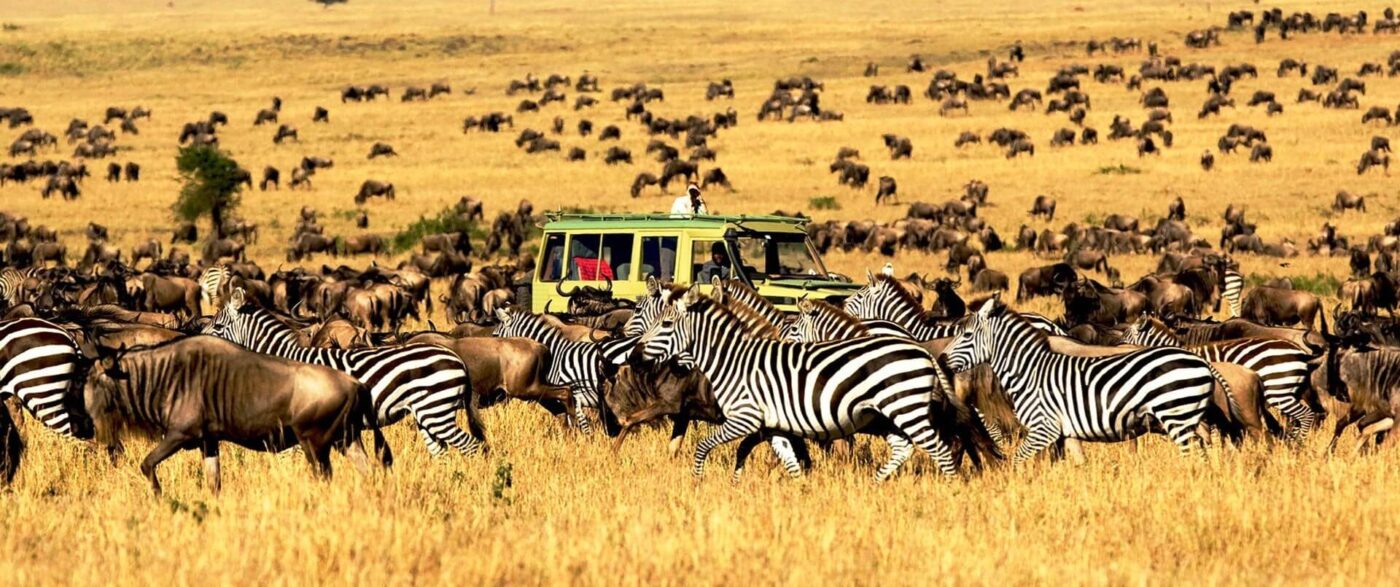 Wildlife Expeditions East Africa Serengeti National Park Tanzania