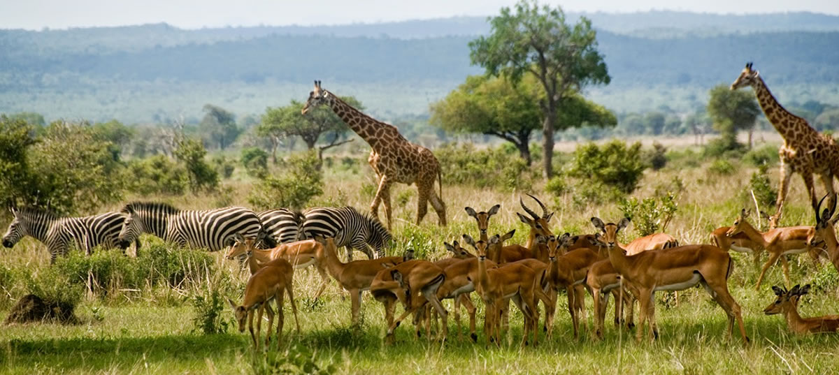Wildlife Expeditions East Africa Selous Game Reserve Tanzania