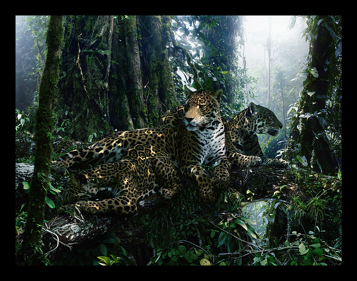 Portfolio Simen Johan