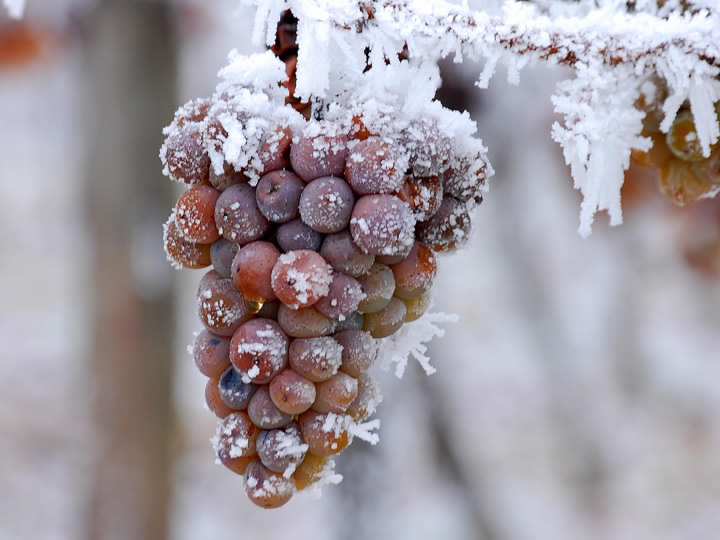 Notes From A Winemaker - bunch of frowen grapes