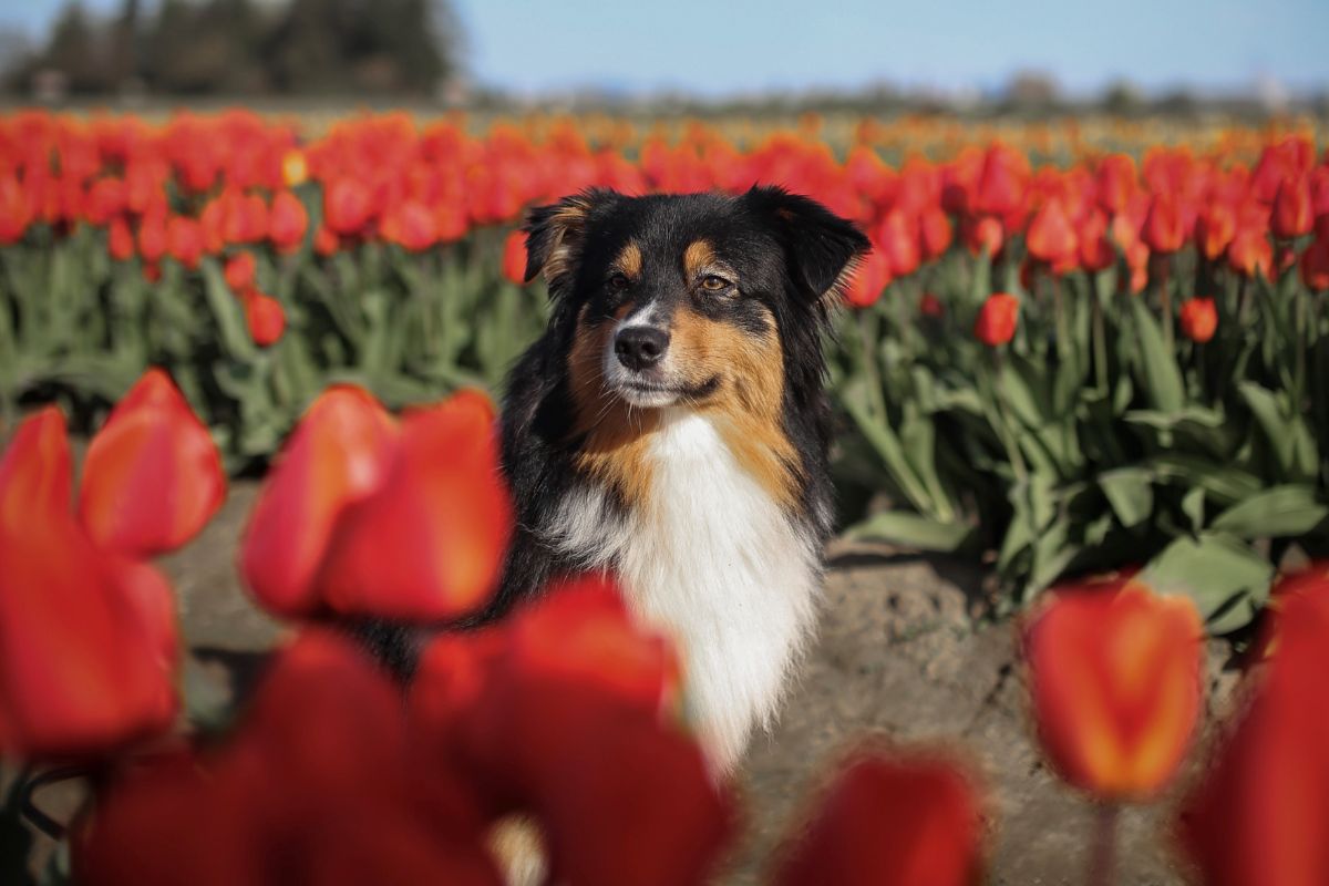 The Best Festivals in April Skagit Valley Tulip Festival WA