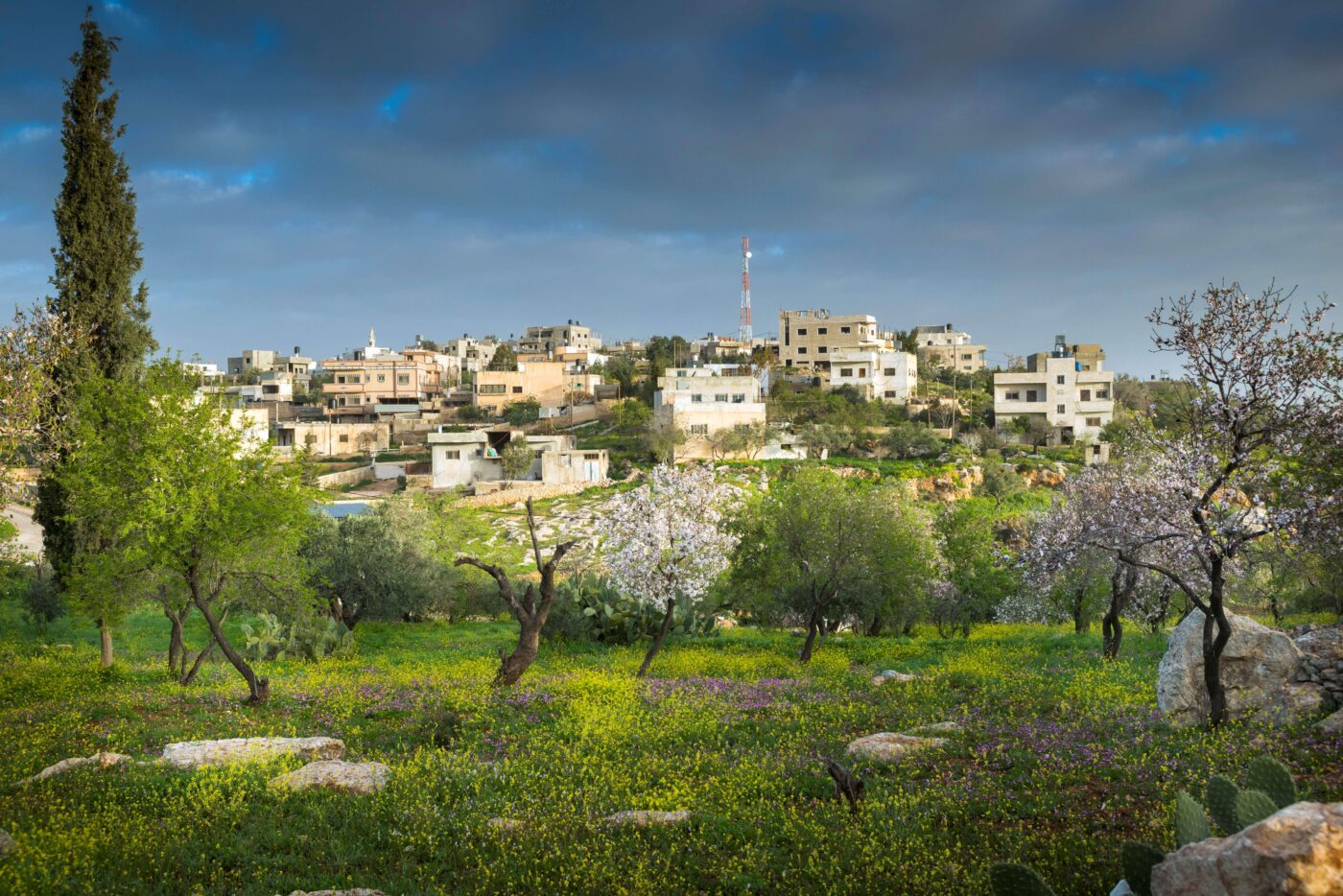 What Palestine Showed Me - Nabluss