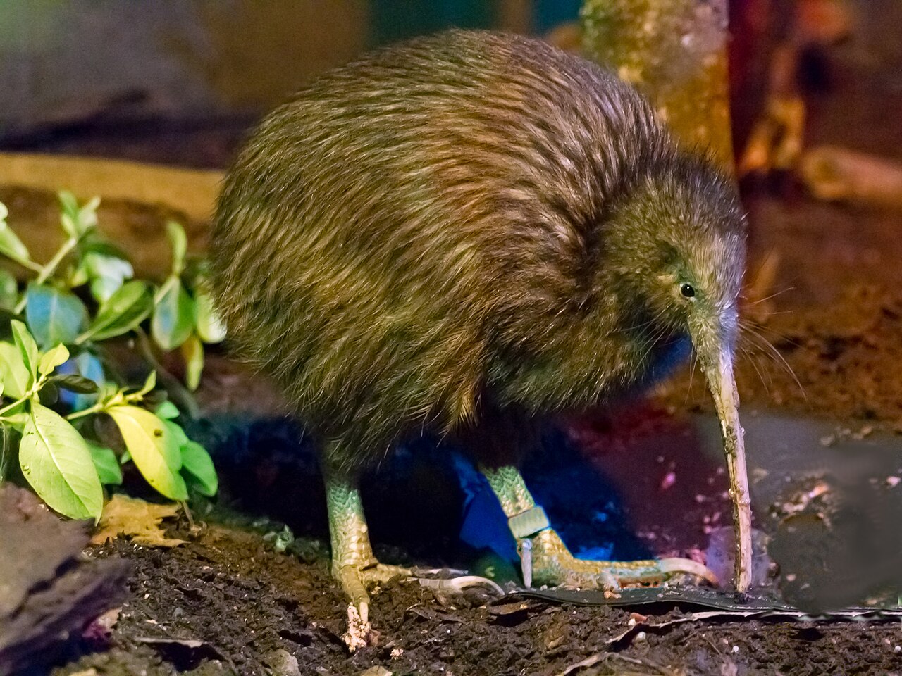 10 Travel Questions With Ben Lamm North Island Brown Kiwi Rainbow Springs Kiwi Wildlife Park