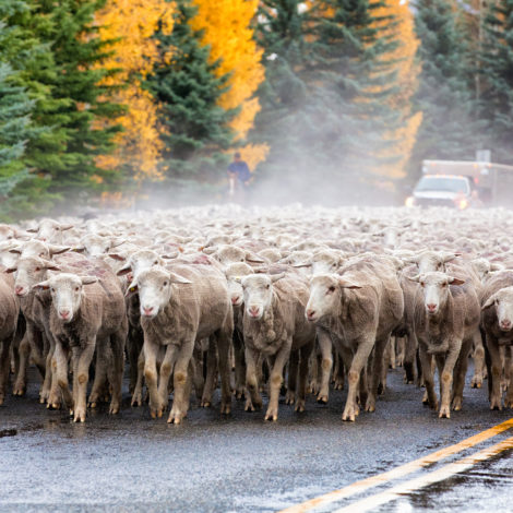 Pre-Fall Festivals Trailing of the Sheep