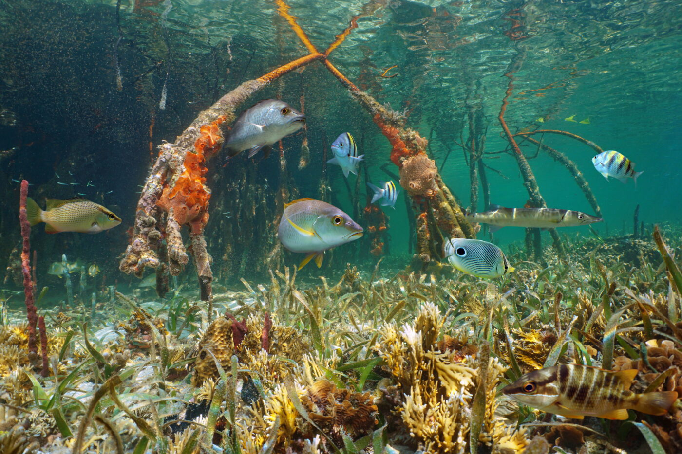 The Ethical Traveler Nayara Panama Coral Reef
