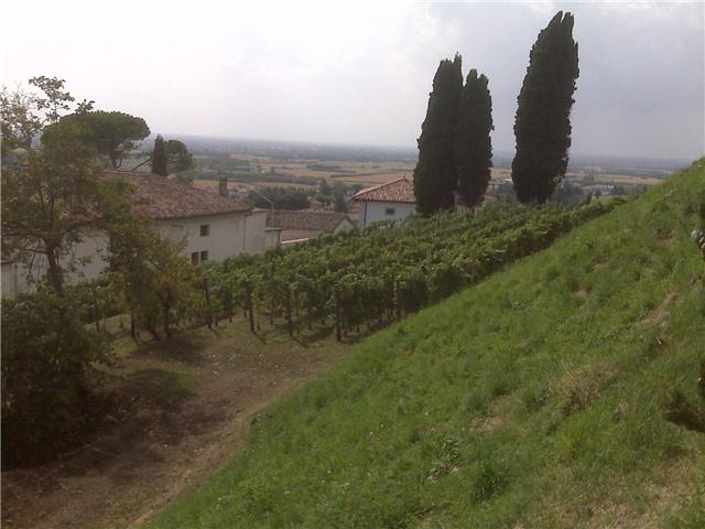 WineDaddy Picolit Bianco Di Fagagna